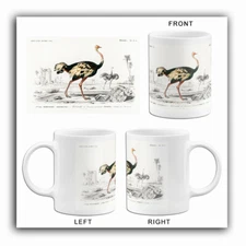 Common Ostrich (Struthio Camelus) - 1849 - Illustration Mug