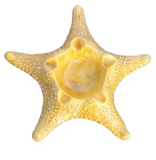 MCM Starfish Cigar Cigarette Ashtray  Ceramic 10" 1960's