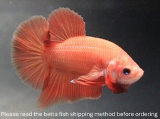 Thailand Rare Live Betta Fish Pet Super Orange Male Men Boy Plakat Plakad Fancy