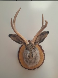 Snarling Fanged Jackalope with Certificate of "Authenticity"