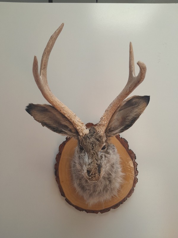 Snarling Fanged Jackalope with Certificate of "Authenticity"
