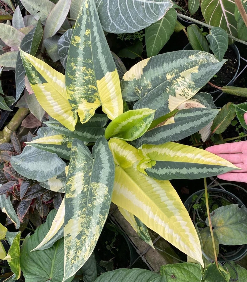 Fertilizante de uso general con micronutrientes Peter’s Professional 20-20-20 Foto 4 de 4