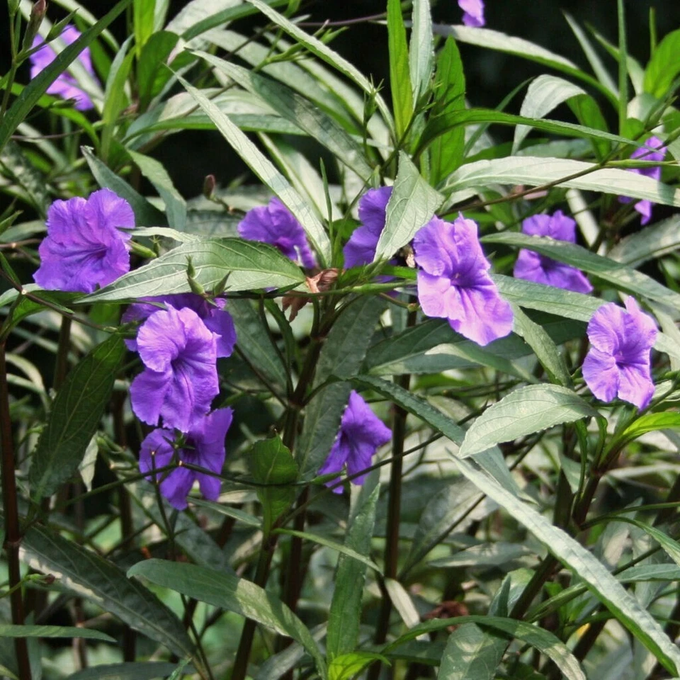 10 Live Bare Rooted Mexican Petunia  Plants (Ruellia Simplex) . - Image 4 of 4