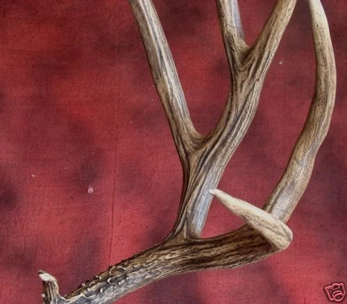 230" mule deer replica ,TAXIDERMY log cabin decor - Image 4 of 4