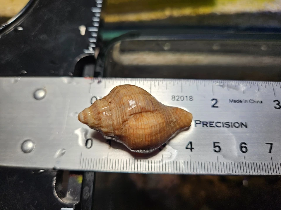 VENTA FLASH CANGREJO ERMITAÑO: ¡10 limpiadores cangrejos ermitaños rayas delgadas! Foto 2 de 4