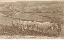71 Charolles #AS38489 Zuggeschirr Für Charolais Ochsen Beim Pflügen Szene Pflug