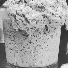 100 YEAR OLD SAN FRANCISCO SOURDOUGH STARTER YEAST SALLY CRAZY ACTIVE TANGY OLD