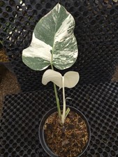Real Pikture Monstera White Tiger Variegated
