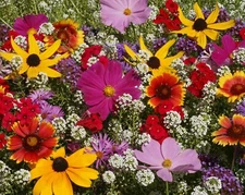 Wildflower Mix The BUTTERFLY MIXTURE w/ Milkweed Butterflies Non-GMO 500 Seeds!