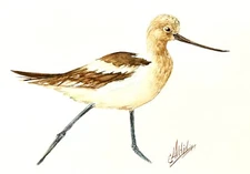 American Avocet Bird Original Watercolor Painting