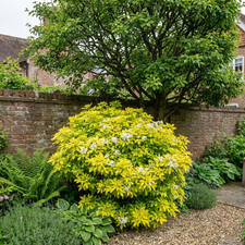 1 Large Plant-Choisya Sundance, Ready to Plant in Your Garden,