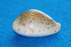 Cypraea Turdus Suezensis - uncommon