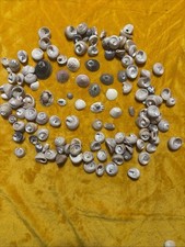 1.3 Pounds of Seashells for Crafting Or Jewelry Making