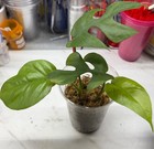 Philodendron Minima 2 rooted cuttings in cup. First leaves have grown on each. — photo 1