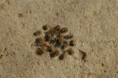 HIBISCUS MUTABILIS - IBISCO CAMBIA COLORE, 20 SEMI Con OMAGGIO - Foto 12