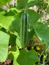 CAMBODIAN'S CUCUMBER SEEDS- Non GMO - Heirlooms - None Bitter Taste