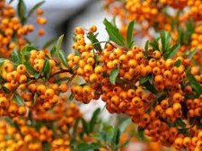 20 x Firethorn tree seeds (pyracantha coccinea) tree shrub seeds..