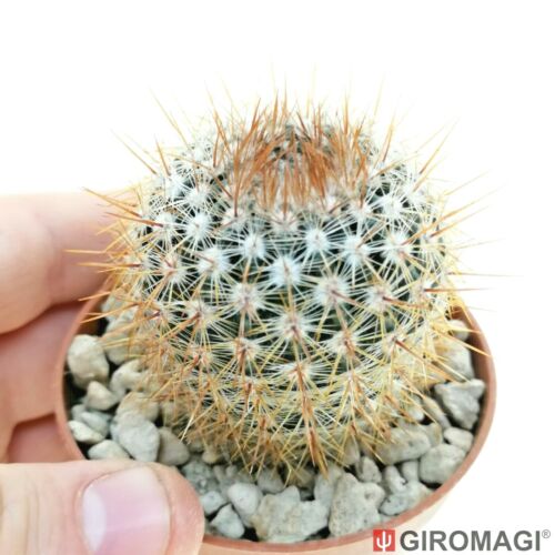 Notocactus schlosseri TOPFØ6,5 cm - GIRAGI Kaktus & Sukkulenten - Bild 1 von 3