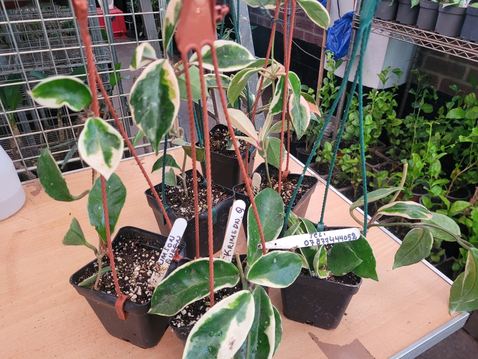 PLANTA COMPLETA HOYA KRIMSON QUEEN EN CESTA COLGANTE, PLANTA DE CASA