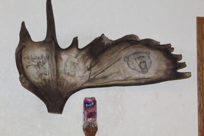 Moose Cut Off Antler Whitetail Deer Mule Log Cabin Decor Taxidermy Elk Horn Bone