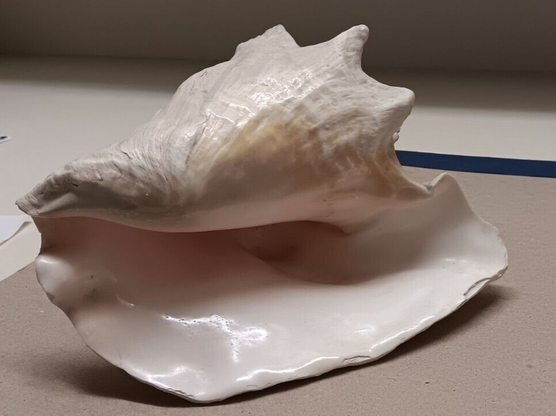9" Vintage! Giant Conch 9” Plus Pink inside Early 1960's