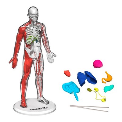 Discovery  3D Human Anatomy 28-Piece Biology Model with Glow-in-The-Dark Human