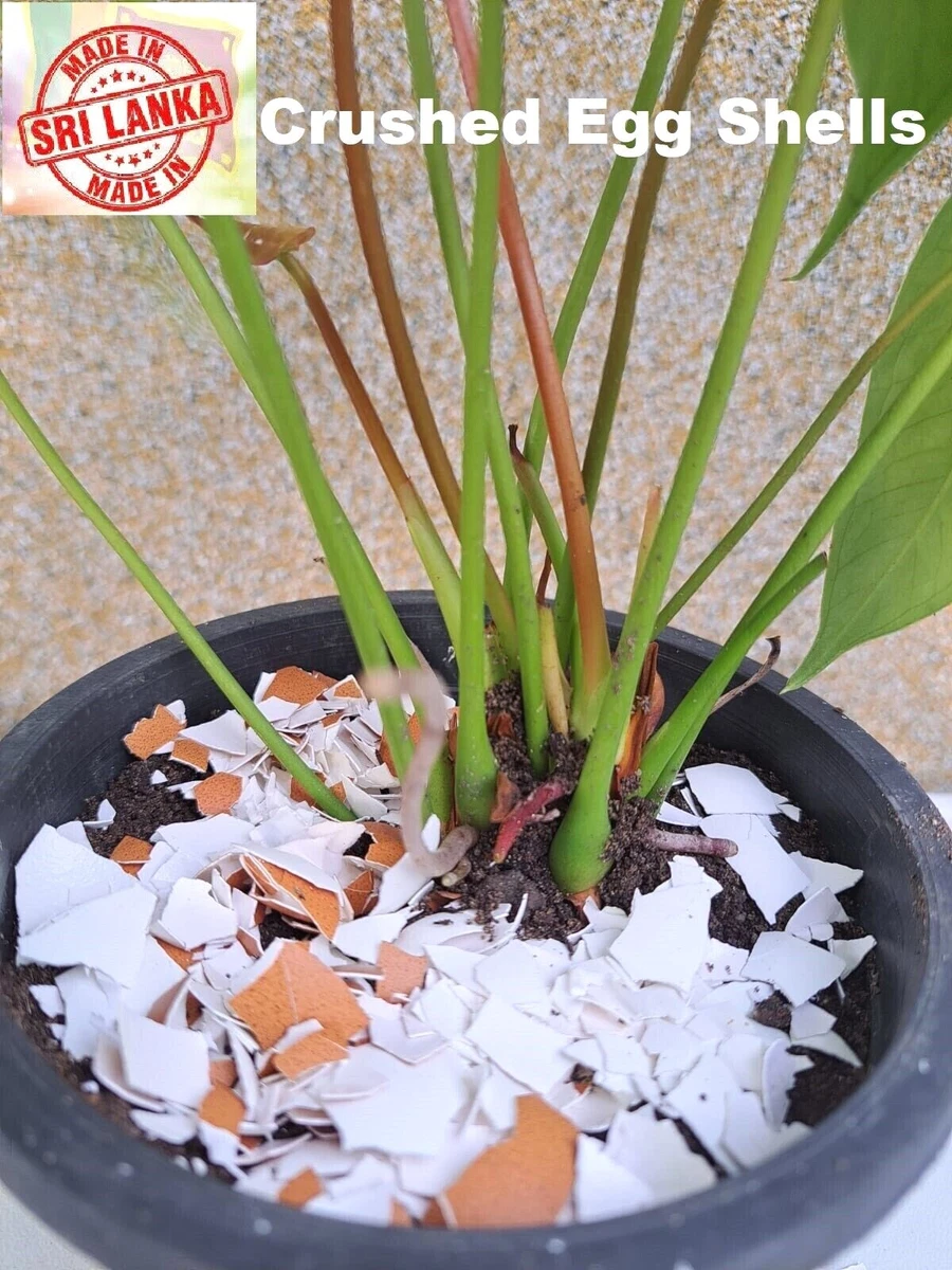 Crushed Shells For Plants