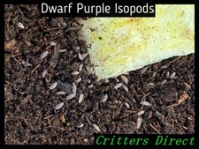 Dwarf Purple Isopods, By Critters Direct