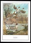 DUCK PRINT “Pintail Majesty” by Harold Roe (1930-2018) of Sylvania Ohio — photo 1