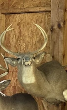 Whitetail Deer Taxidermy Shoulder Mount For Sale