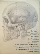 Superb Anatomical Anatomy Notebook Curiosities Hand Drawn Pencil 1960 Curiosity