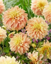 1 "Blushing Lady" Decorative Dahlia - Large Size #1 Bulb - US Seller