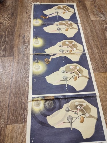 Pavlov's dog original vintage wall chart - Picture 2 of 6