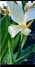 White Butterflies Canna Lily Plant . 8 To 12 In Plant
