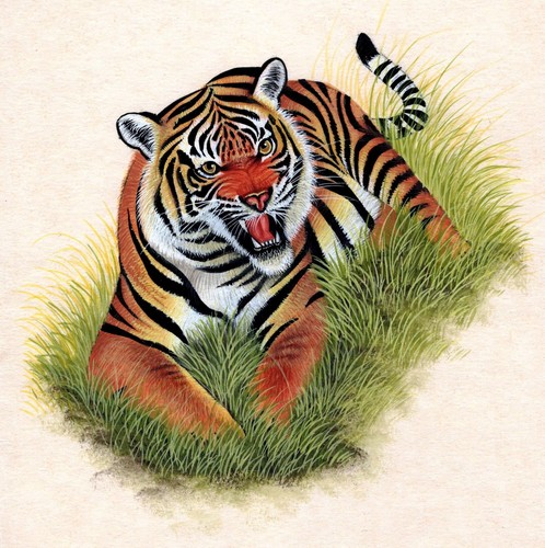 India Wild Tiger Miniature Art Handmade Watercolor Ethnic Animal Paper Painting - Picture 2 of 2