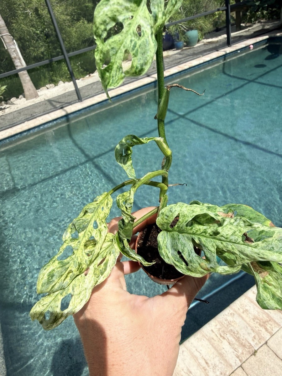 Monstera adansonii 'Frozen Freckles' actual plant free shipping | eBay