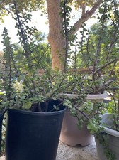 10 Cuttings 6" inch Portulacaria Afra Elephant Bush Succulent Jade Cactus Plants