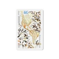 America - Bird Migration (1969) (Map) Refrigerator Magnet