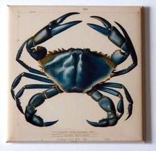 Blue Crab FRIDGE MAGNET "style H"