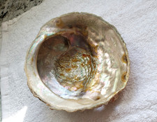 Vintage Abalone Mother of Pearl Natural Shell 5.5"x 5"