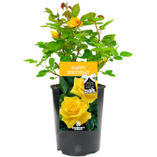 Happy Birthday Rose - Birthday Gift - Live Rose Bush Plant