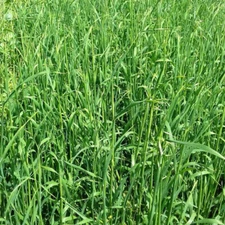 Cosaque Black Oats Seed