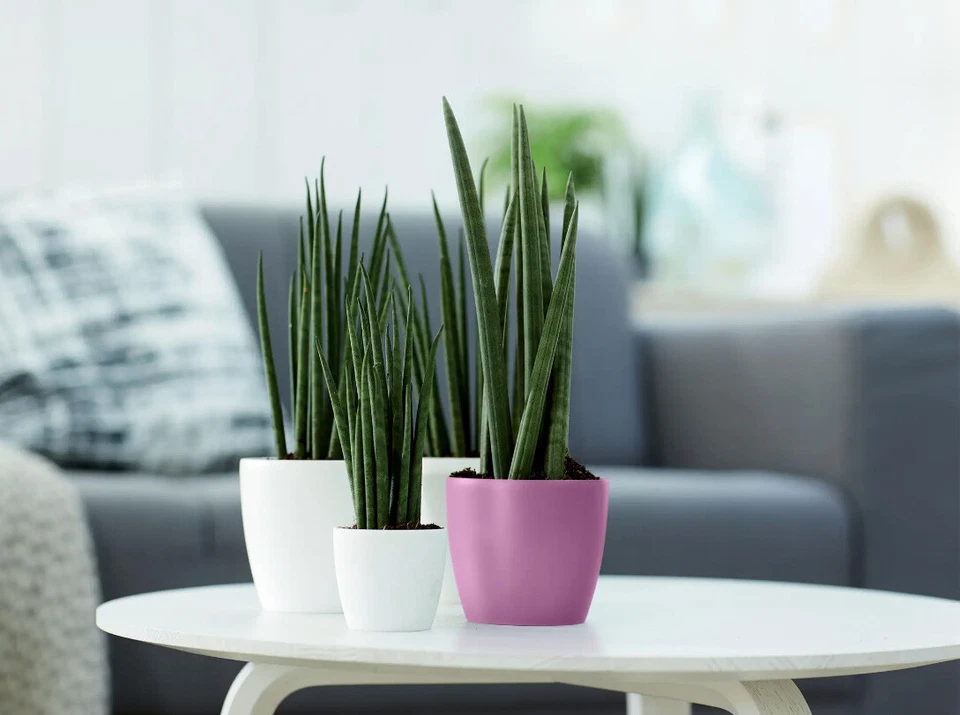 ELHO brussels rund mini Ø 7 cm - Ø 13 cm Übertopf Blumentopf Pflanztopf Topf - Bild 3 von 3