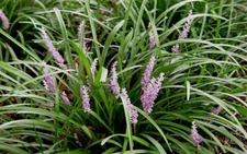 Liriope muscari Samantha 25 Bare Root Plants