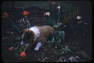 Puppy Dog Eating Tulip Flowers 35mm Slide 1950s Red Border Kodachrome
