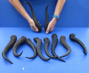 10 pc. lot of Real 8 to 10 inch Male South African Springbok Horns #52129
