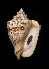 SHELL CONCHIGLIA VOLUTA EBRAEA mm.200 with operculum big one  BRAZIL