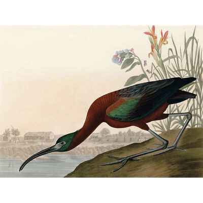 Audubon Vögel glänzend Ibis Gemälde Wandbild Leinwanddruck 18 x 24 Zoll