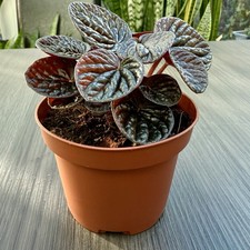 Peperomia Caperata | Chocolate Ripple | in 9cm Pot | Houseplant | Home Decor