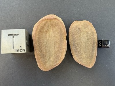 Mazon Creek- Aquatic Vertebrate- Esconichthys apopyris- Pit 11- Braidwood, IL.
